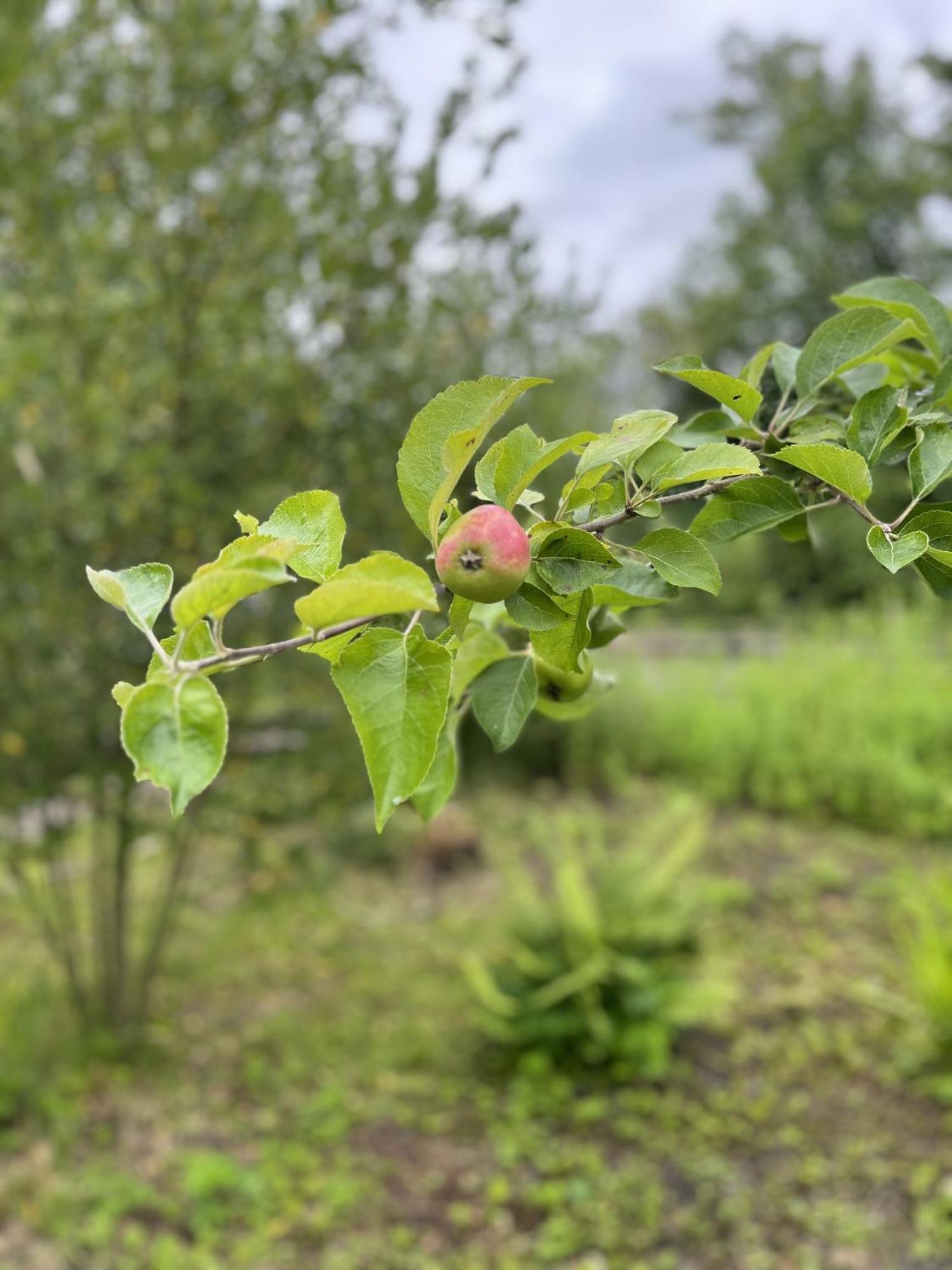 ניוטון סטיוארט Apple Cottage מראה חיצוני תמונה